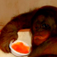 donkekong