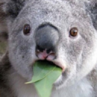 koalaty